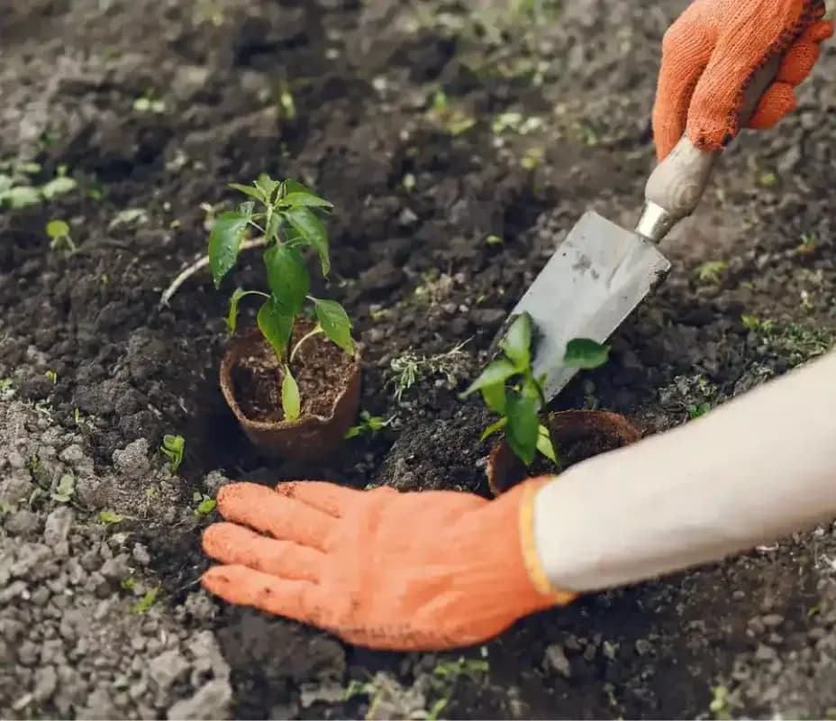 fertilizers