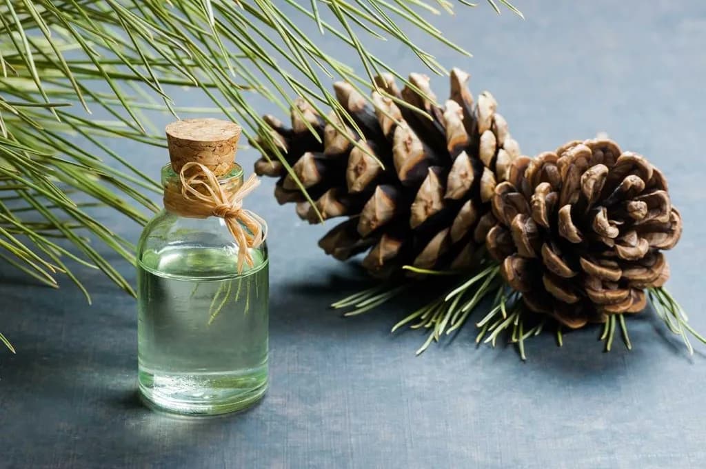 A Comprehensive Guide to Turpentine Oil