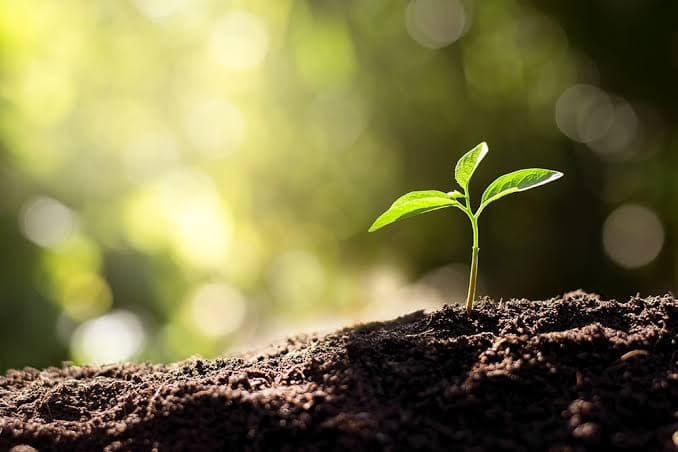 Soil Science for Agrochemical Buyers: Why pH, CEC, and Organic Matter Matter