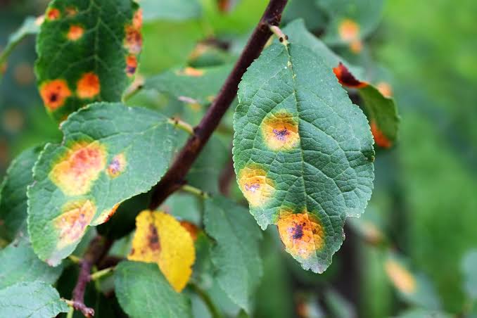 Weed and Pest Resistance Drives 2026 R&D Investment