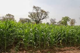 Third Service Member Death Signals No Quick Fertilizer Market Resolution