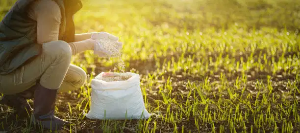 Ammonium Sulphate: The Fertiliser By‑Product Gaining New Importance